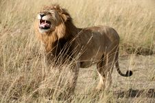 Majestic Lion Standing Growling In The Grass Royalty Free Stock Image Majestic Lion Standing Growling In The Grass Royalty Free Stock Image