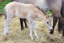 Mare And Colt On A Ranch Stock Image Mare And Colt On A Ranch Stock Image