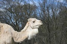 Curious Camel Royalty Free Stock Photography