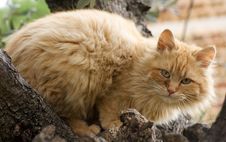 Cat On A Tree Royalty Free Stock Image Cat On A Tree Royalty Free Stock Image
