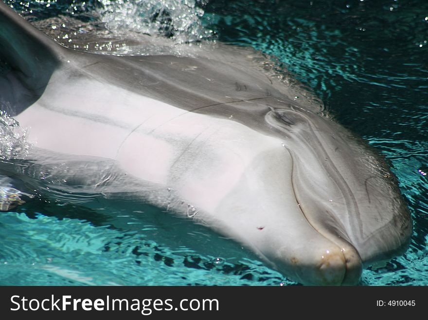 A dolphin swimming on it's side through water. A dolphin swimming on it's side through water