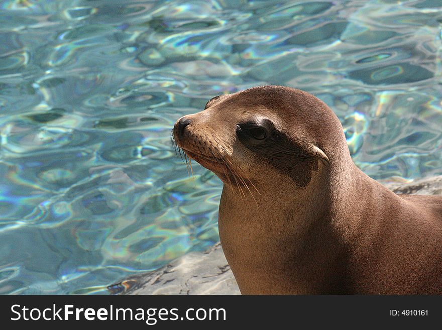 A Sea Lion resting on rocks by water