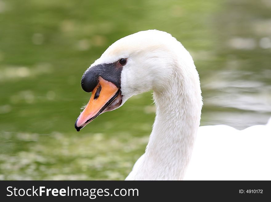 Close up shot of a beauty swan