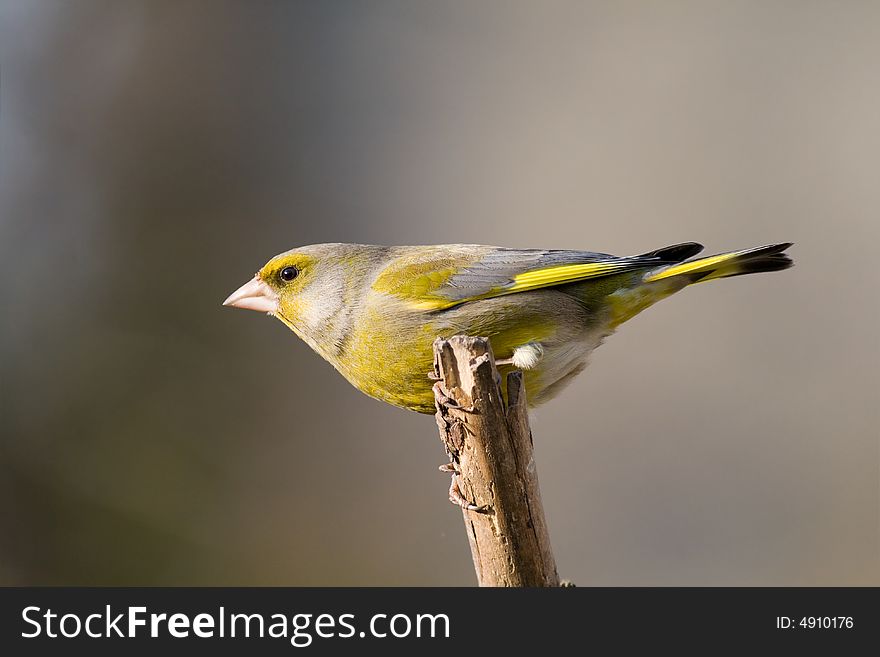 Greenfinch (Carduelis Chloris)