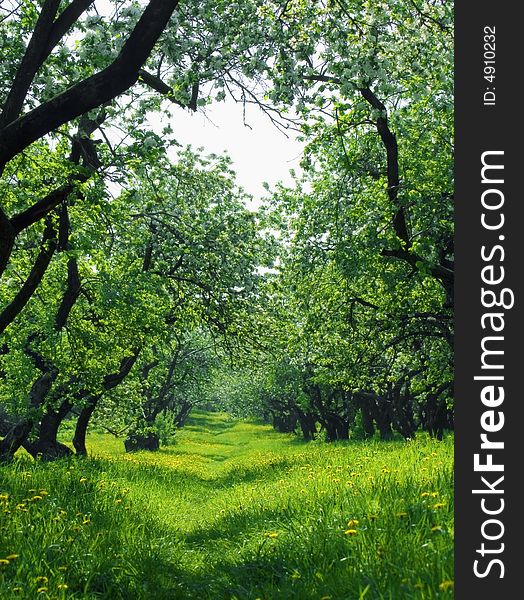 Blossoming spring garden. Green forest in may day