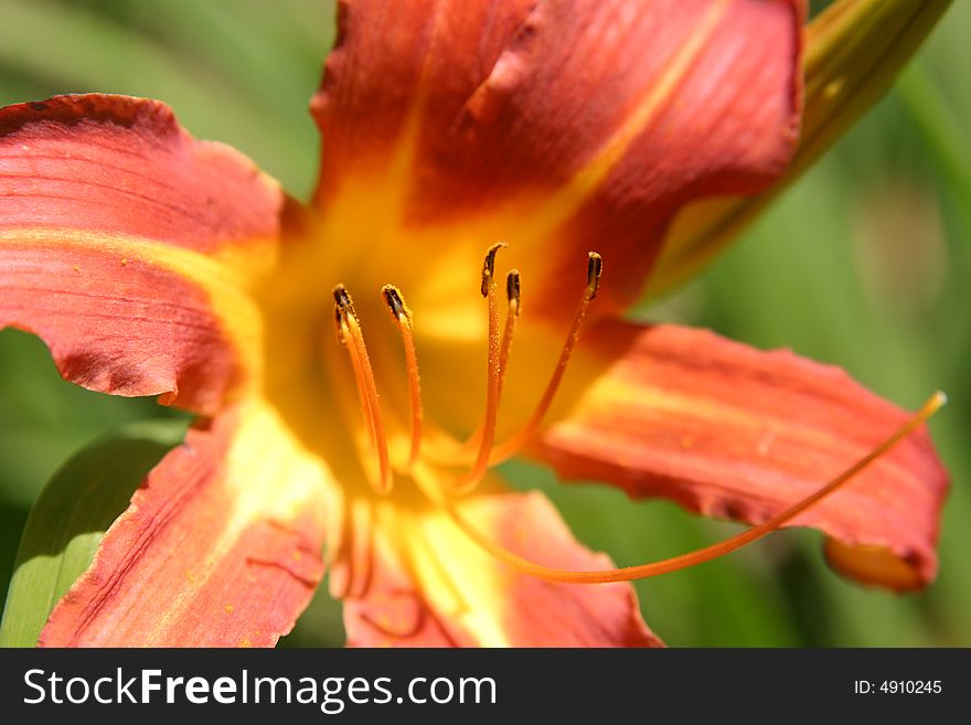 Red flower close up