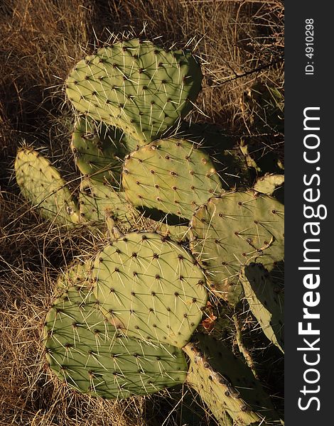 Prickly Pear Cactus - Chihuahuan Desert