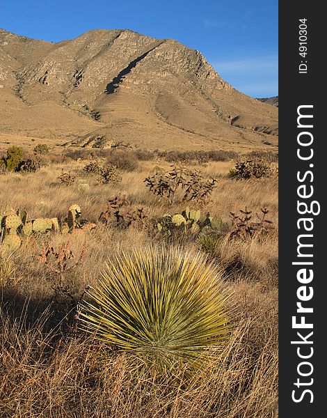 Chihuahuan Desert scene - Guadalupe Mountains National Park