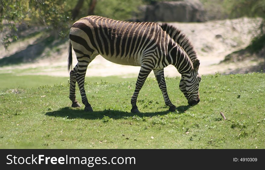 A zebra grazing on some grass