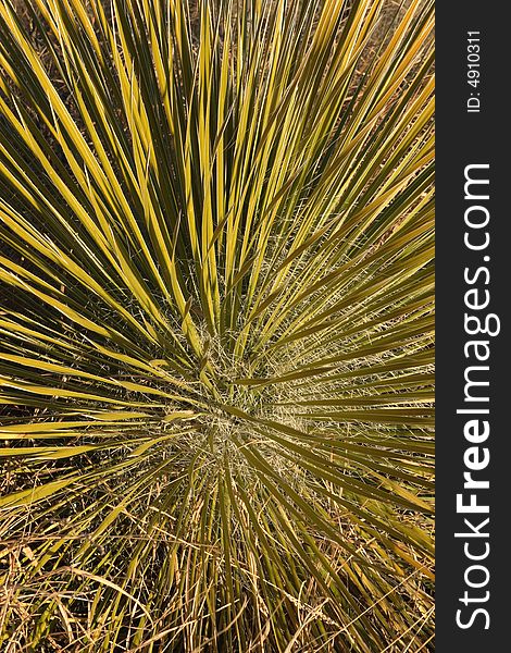 Detail of Chihuahuan Desert plant. Detail of Chihuahuan Desert plant