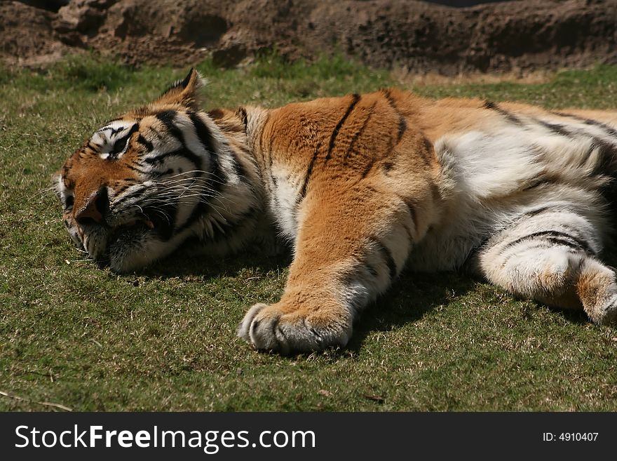 A tiger resting in the grass. A tiger resting in the grass