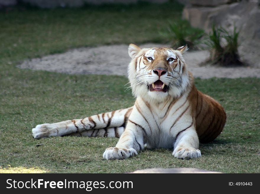 A tiger resting in the grass. A tiger resting in the grass