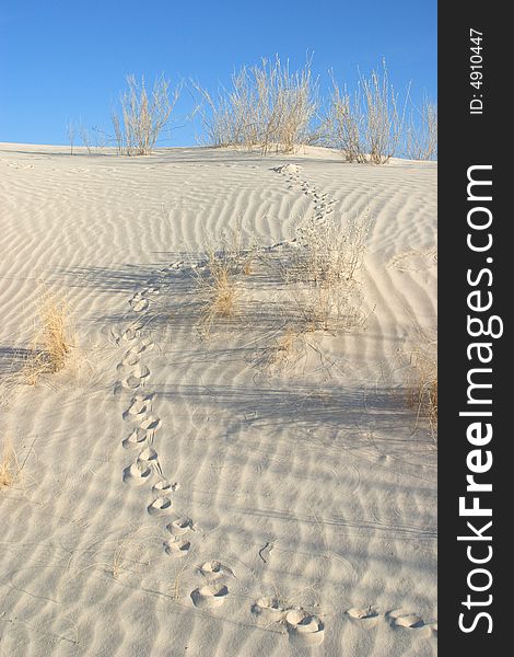 Animal tracks in the Gypsum Sand Dunes of Guadalupe Mountains National Park. Animal tracks in the Gypsum Sand Dunes of Guadalupe Mountains National Park