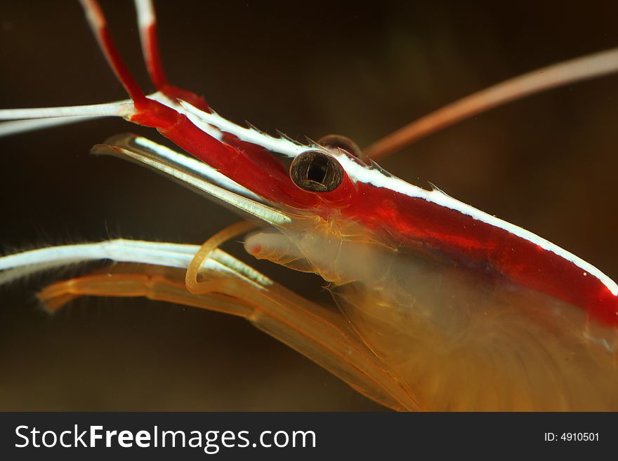 A close up macro photograph of a marine Fire Shrimp. A close up macro photograph of a marine Fire Shrimp