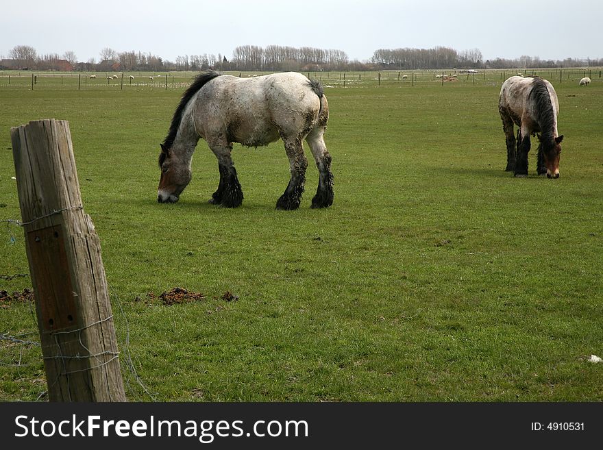 He has grazing horses for meadow (for pasture) – roan color with hairy pasterns. He has grazing horses for meadow (for pasture) – roan color with hairy pasterns.