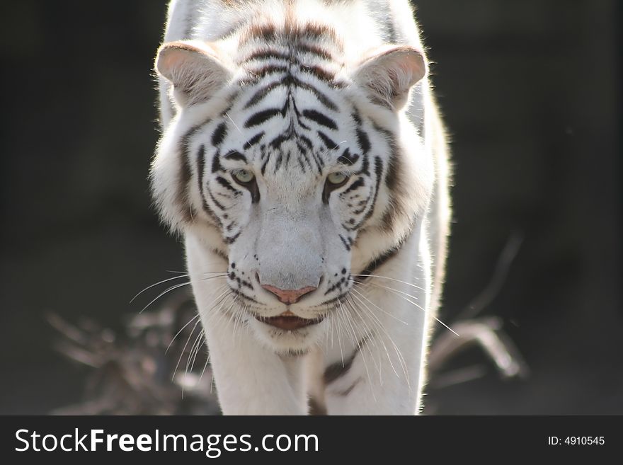 A white tiger stalking its prey. A white tiger stalking its prey