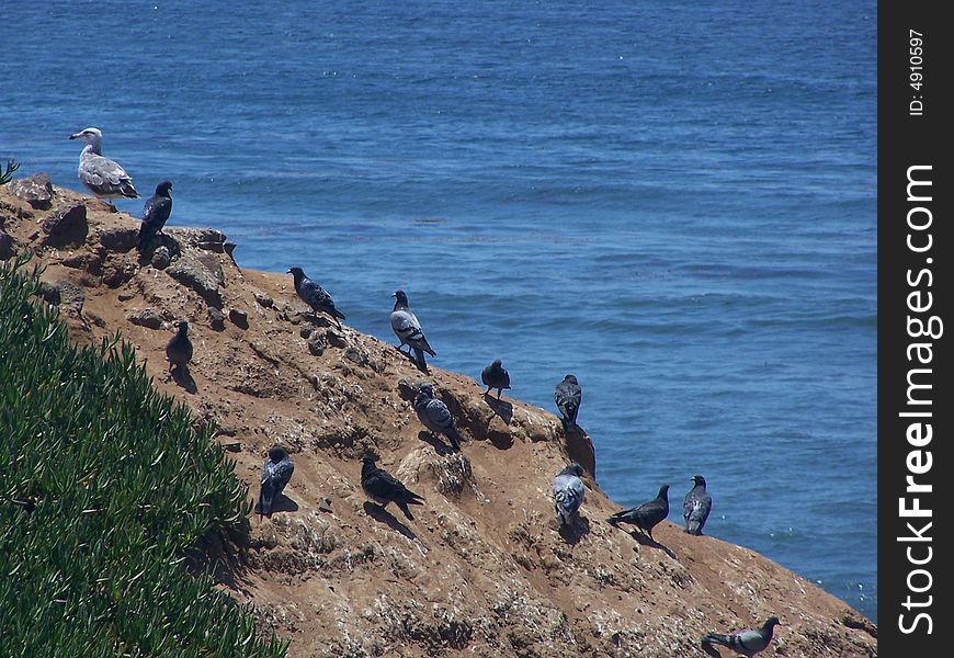 Pigeons and seagulls sitting on the pacific ocean coast in San Diego, California. Pigeons and seagulls sitting on the pacific ocean coast in San Diego, California