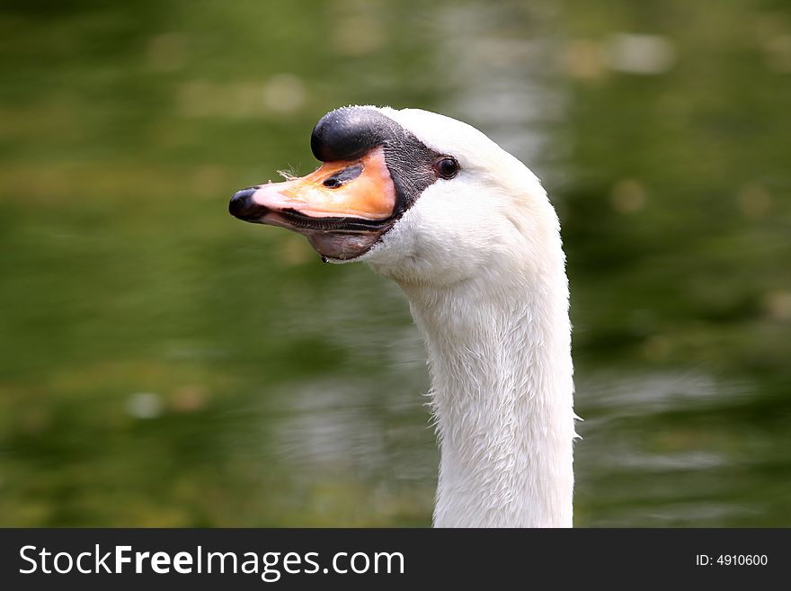Beauty Swan