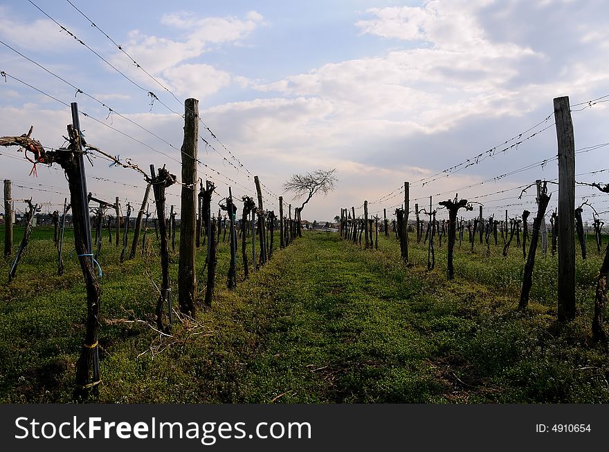 Vineyard with apricot tree