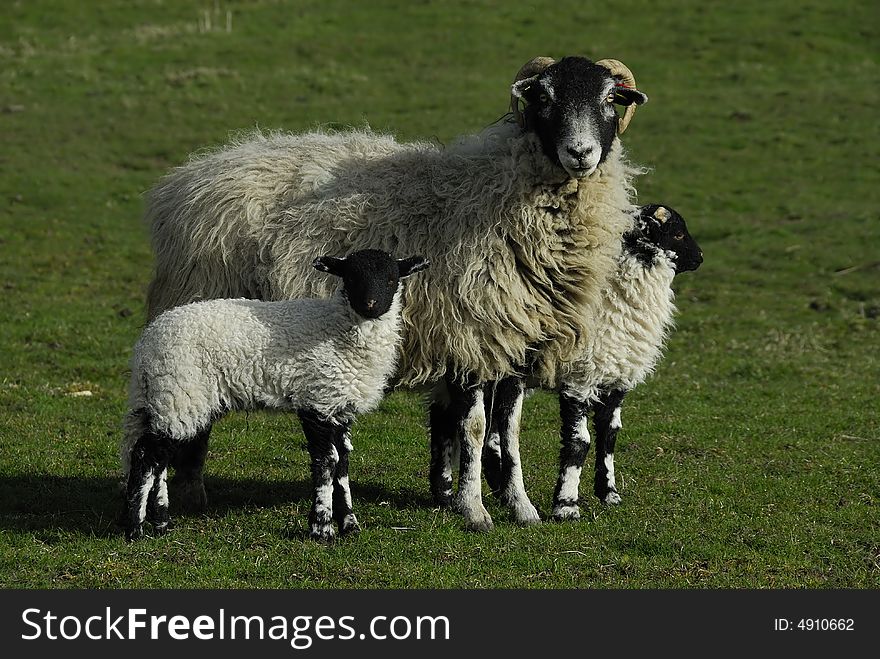 Dalesbred sheep with two young lambs in the Yorkshire Dales. Dalesbred sheep with two young lambs in the Yorkshire Dales