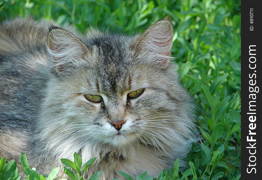 Portrait of shaggy cat with long moustaches. Portrait of shaggy cat with long moustaches.