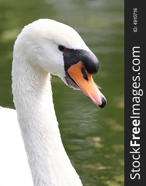 Close up shot of a beauty swan