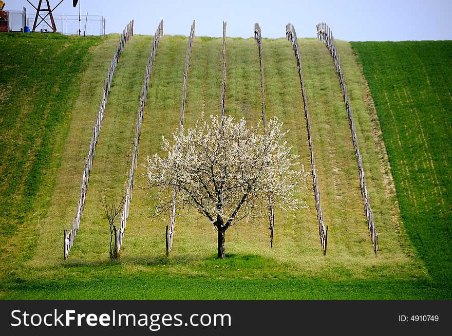 Apricot tree in blossom beneath a vineyard in eastern Austria. Apricot tree in blossom beneath a vineyard in eastern Austria