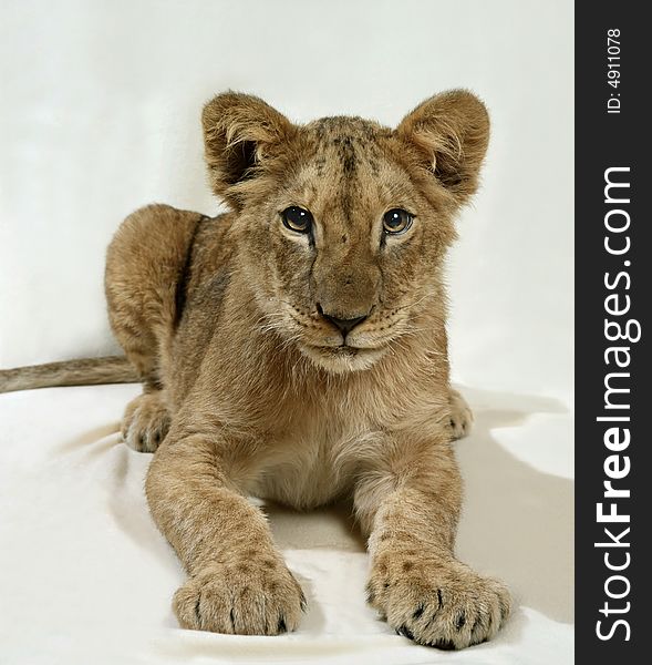 Lion cub isolated in white