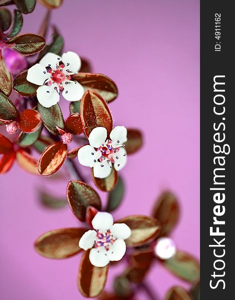 Small branch of white flowers and pink background