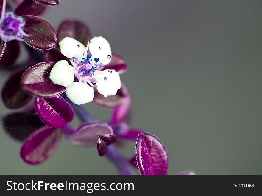 Small pink flower in spring