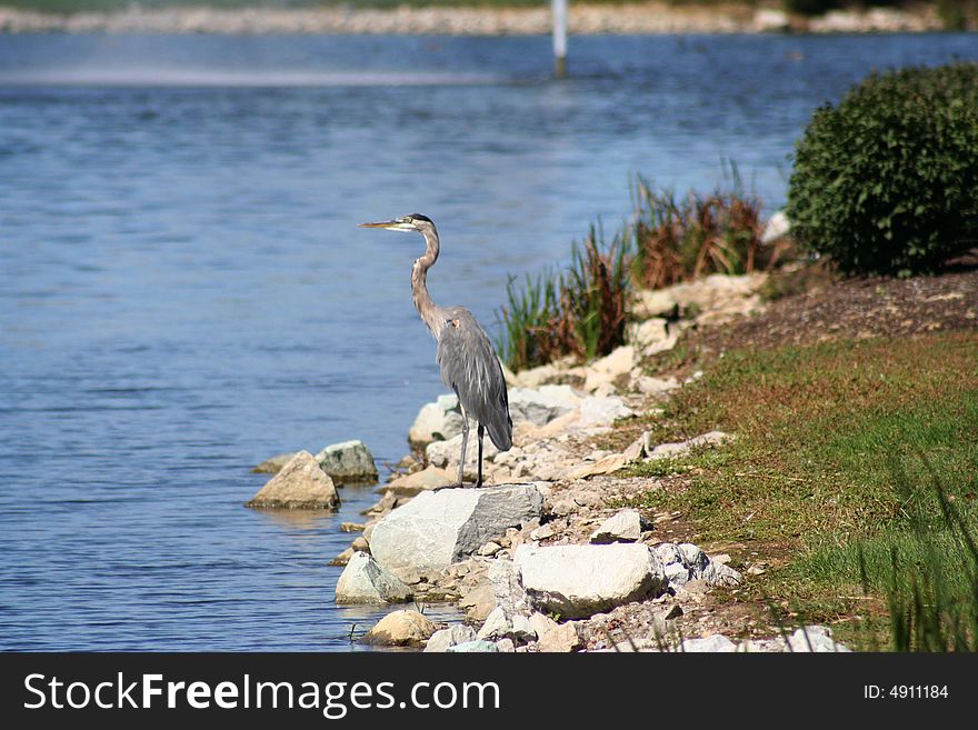Image of a gray heron standing on a rock by water
