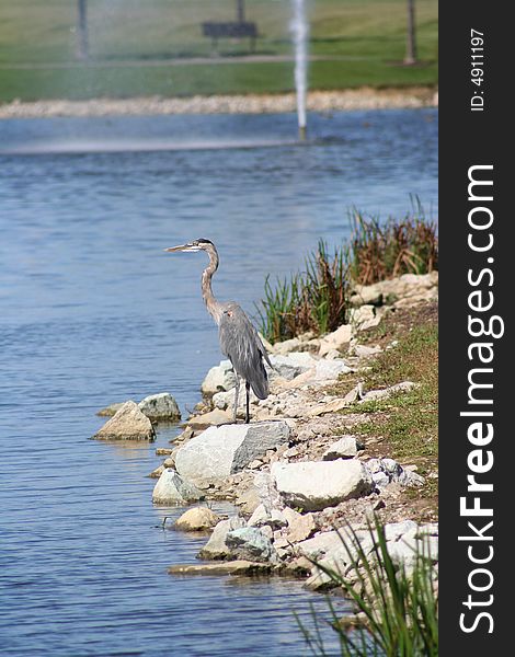Image of a gray heron standing on a rock by water