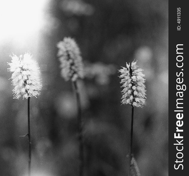 Detail of Bistort flowers in a wet grass land