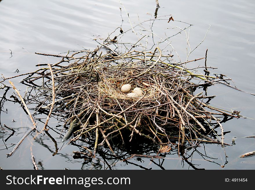 A nest in the water with eggs. A nest in the water with eggs