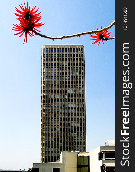 Sprig with a red bloom and skyscraper in Los Angeles