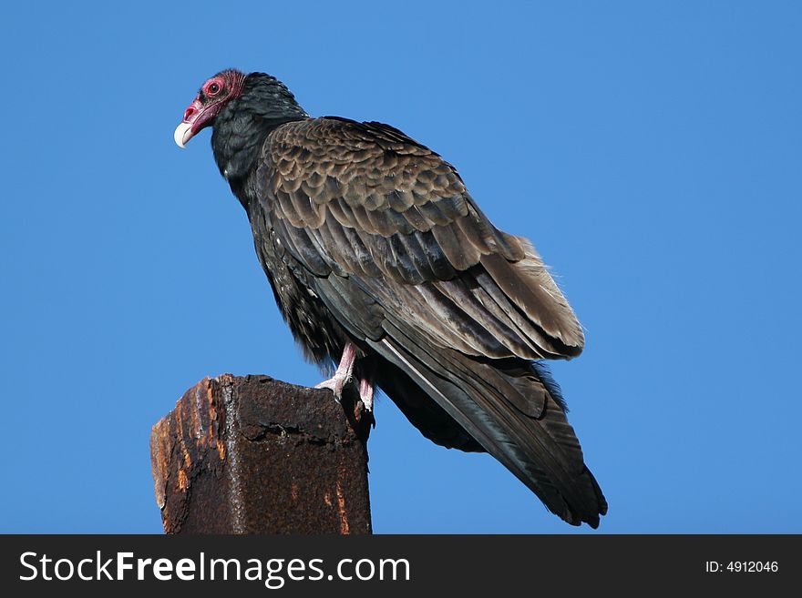 Full profile of a California Turkey Vulture perched on rusty metal post