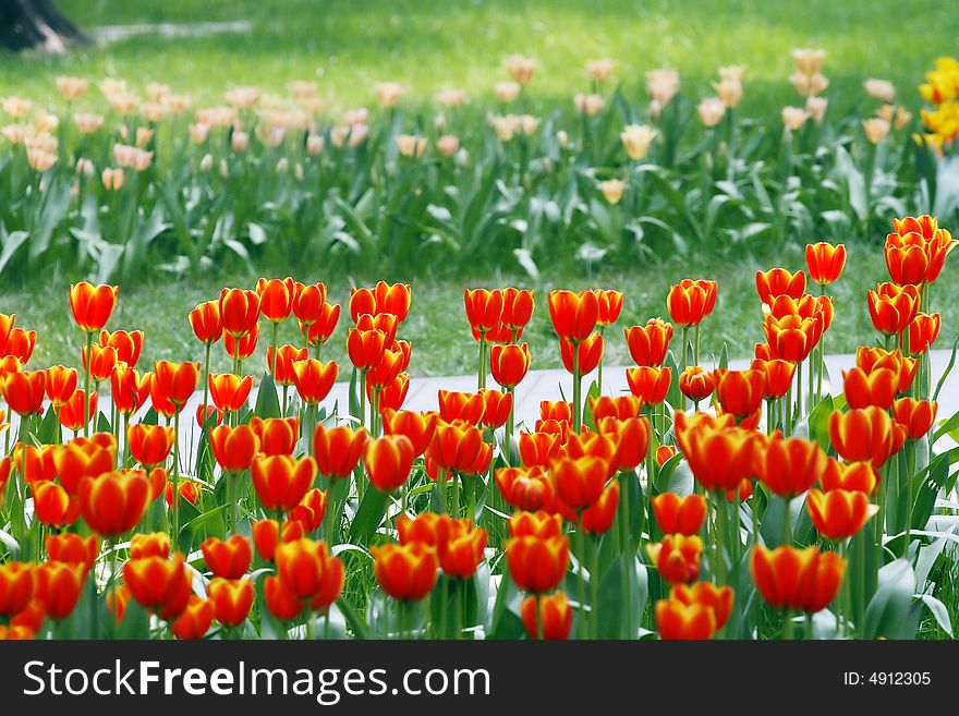 Field of colorful spring flowers in the city park. Field of colorful spring flowers in the city park.