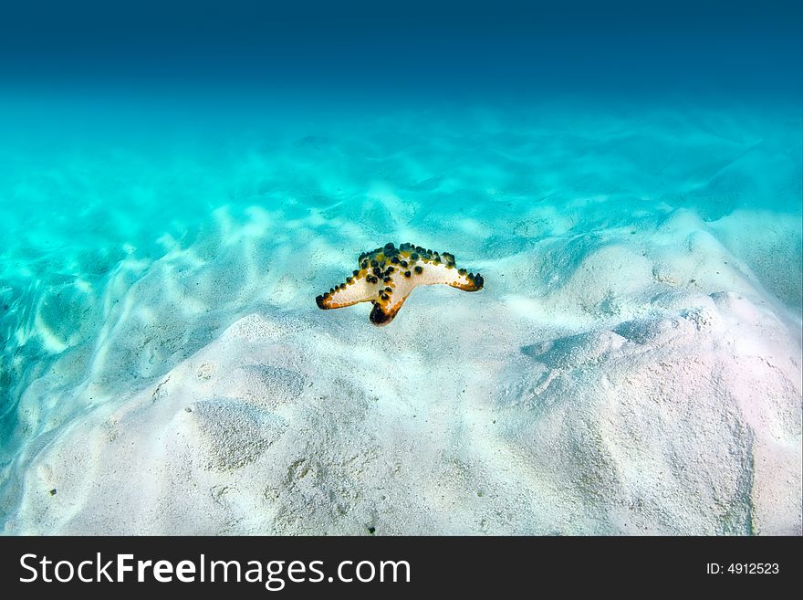 Starfish on the white sand. Seascape. Starfish on the white sand. Seascape