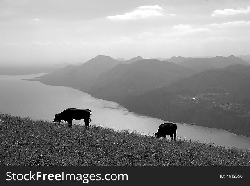 This picture is taken in Malcesine, at the Garda Lake. Even at the height of 1700m, cows were quietly eating their favorite food. This picture is taken in Malcesine, at the Garda Lake. Even at the height of 1700m, cows were quietly eating their favorite food