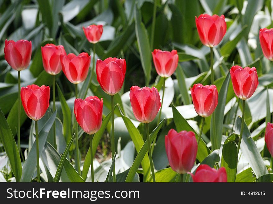 Red tulips in a flower bed, beautiful spring scene