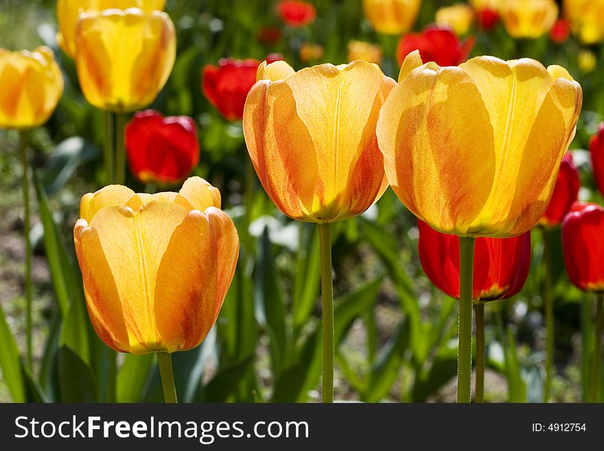 Garden With Colored Tulips