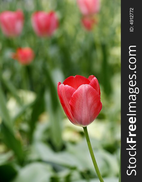 Beautiful red tulips in a garden