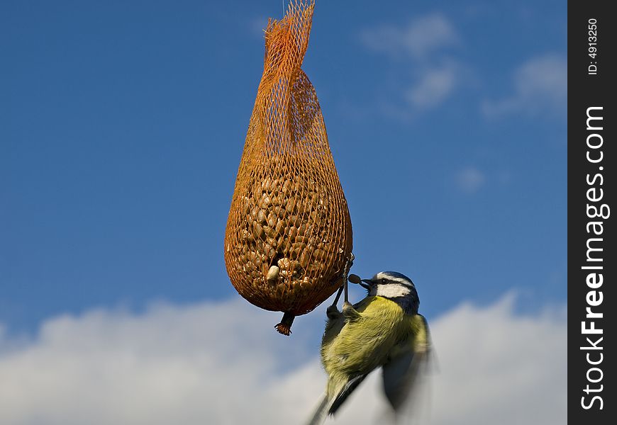 Blue tit feeding against a blue sky. Blue tit feeding against a blue sky