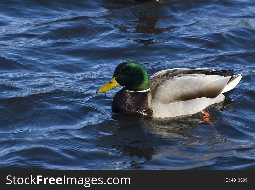 A mallard duck swimming in the water.