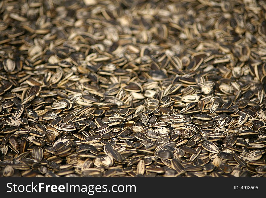 Sunflower seeds,fructification of sunflower.