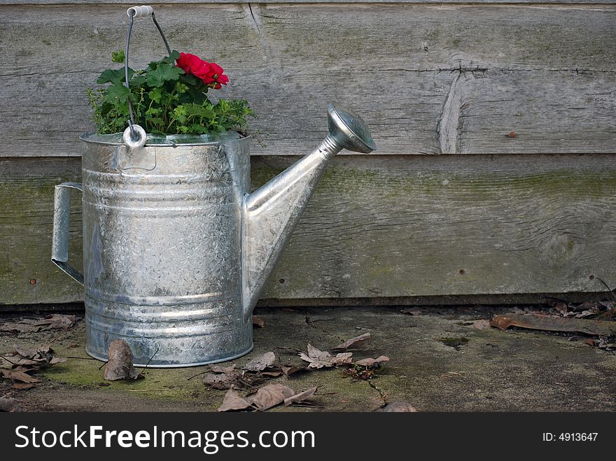 New geraniums in a watering can by an old barn. New geraniums in a watering can by an old barn.