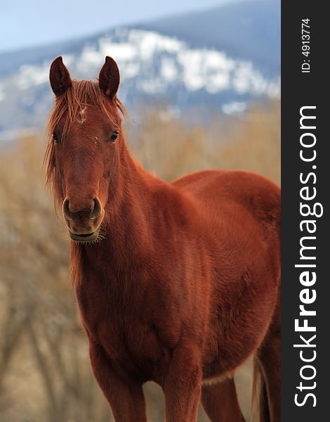 Quarter horse in a pasture.