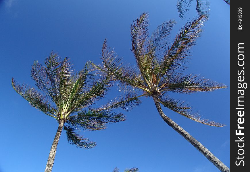 Coconut trees from Kauai Hawaii.