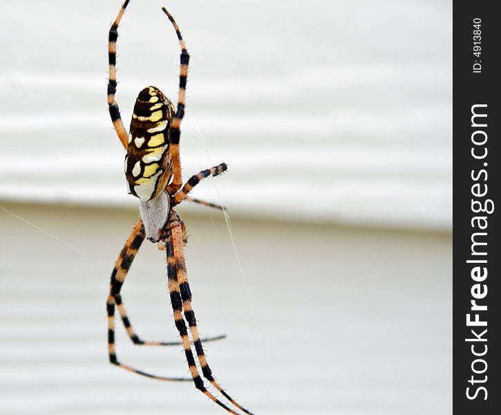 A large colorfully striped spider suspended by a web. A large colorfully striped spider suspended by a web.