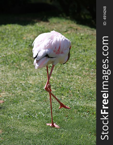 A rear shot of a Flamingo sleeping. A rear shot of a Flamingo sleeping.